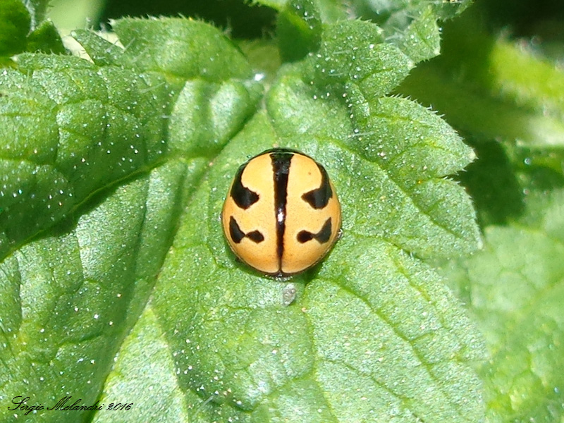 Coccinella (Spilota) miranda, is. Tenerife, Canarie